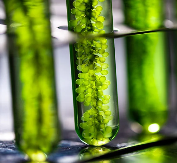Algae in Skincare: Hydration, Balance, and Resilience